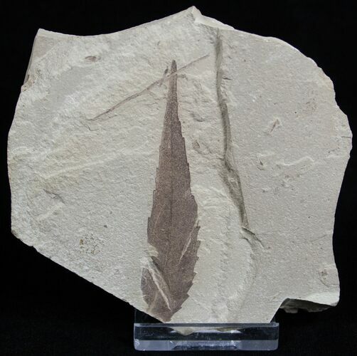 Inch Fossil Sumac Leaf #2320